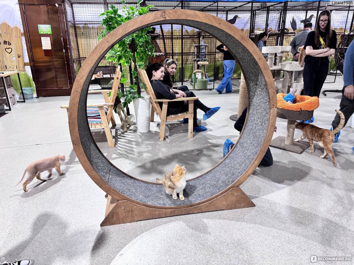 «Котодеревня» в ТРЦ Калейдоскоп - изображение 2