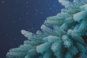 Сбор ёлок в МЕГЕ