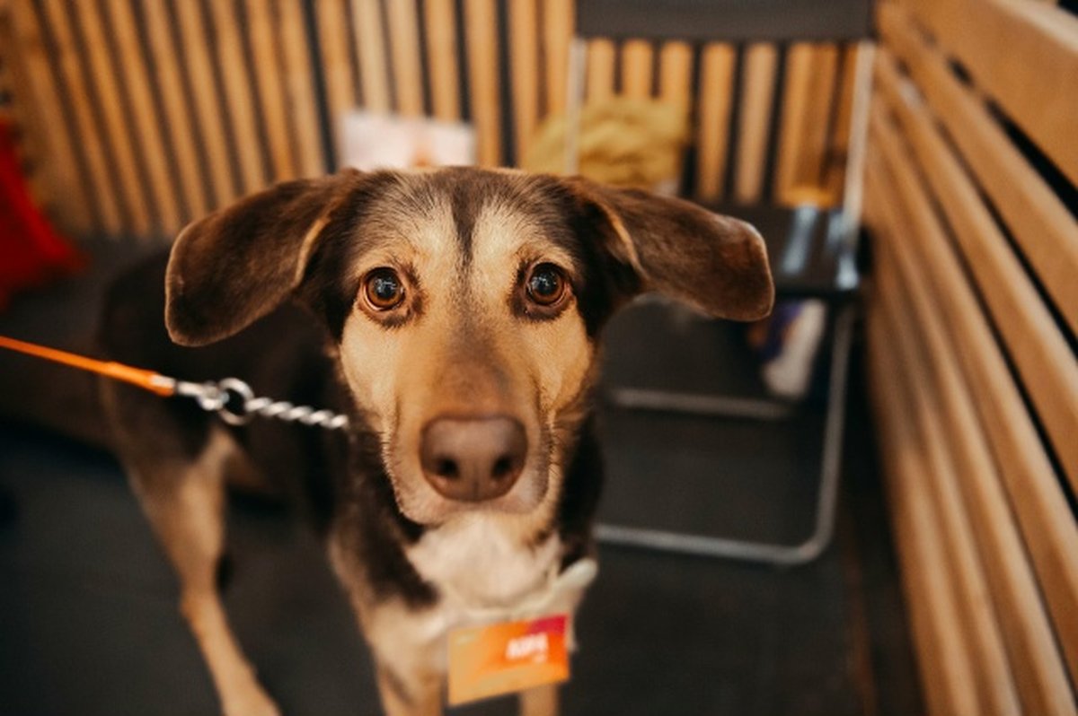 WOOF FEST фестиваль приютских кошек и собак - изображение 2