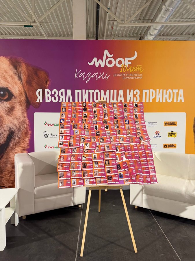 WOOF FEST фестиваль приютских кошек и собак - изображение 3