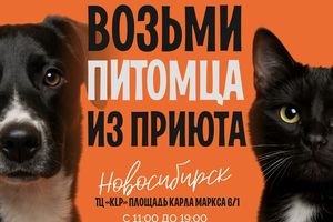 WOOF FEST фестиваль приютских кошек и собак