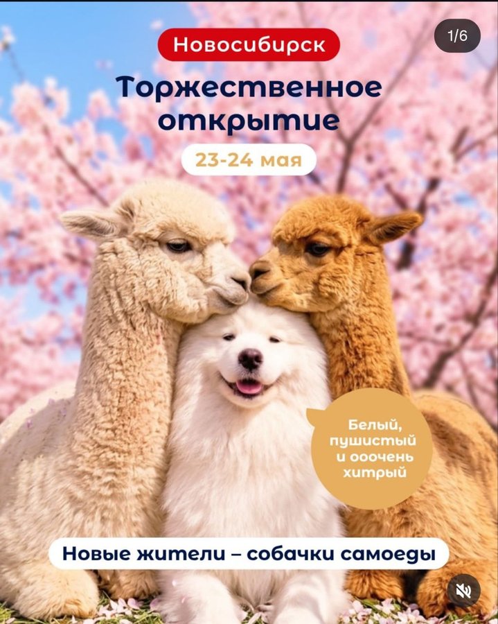 Открытие альпака-парка «Пача Мама» - изображение 1
