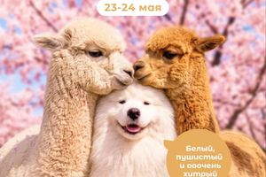 Открытие альпака-парка «Пача Мама»