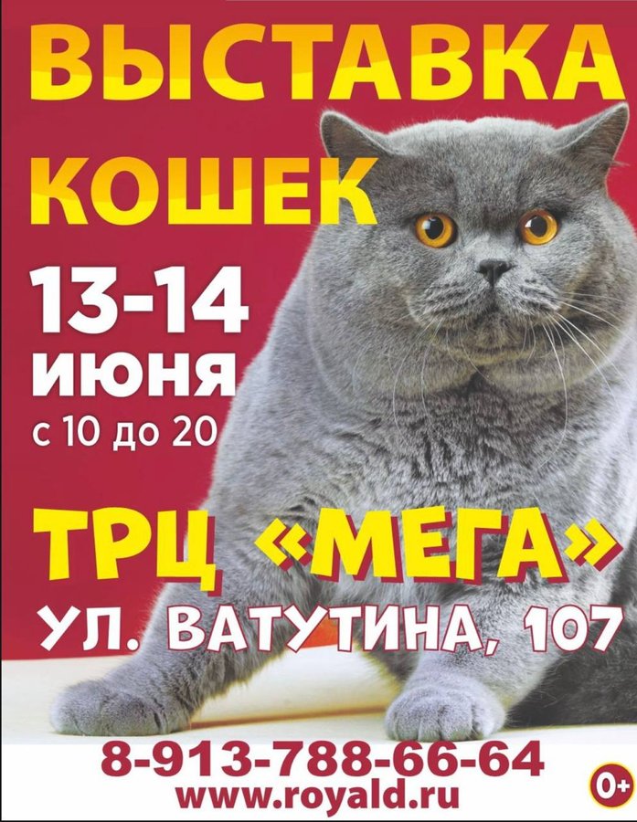 Международная выставка кошек Кошки и город - изображение 1