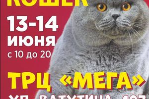 Международная выставка кошек Кошки и город