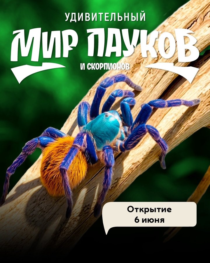 Выставка пауков и скорпионов в МЕГЕ - изображение 1