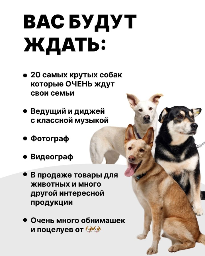 DOGS ЗНАКОМСТВО от приюта "Осиротевший" - изображение 2