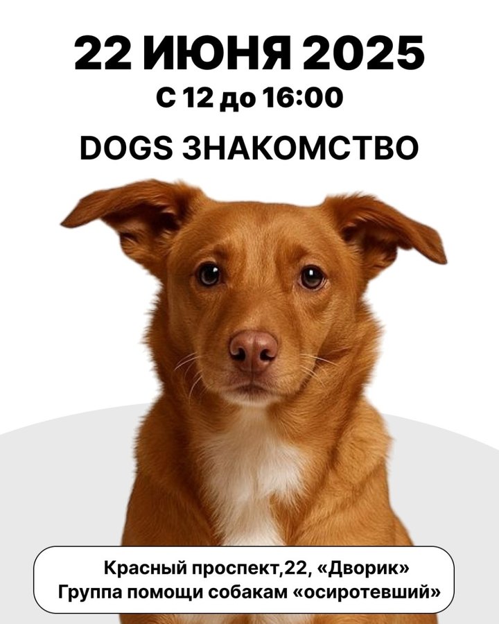 DOGS ЗНАКОМСТВО от приюта "Осиротевший"