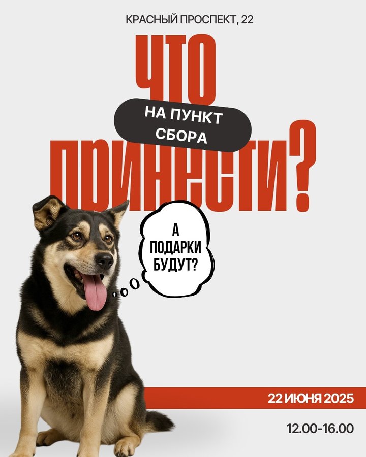 DOGS ЗНАКОМСТВО от приюта "Осиротевший" - изображение 3