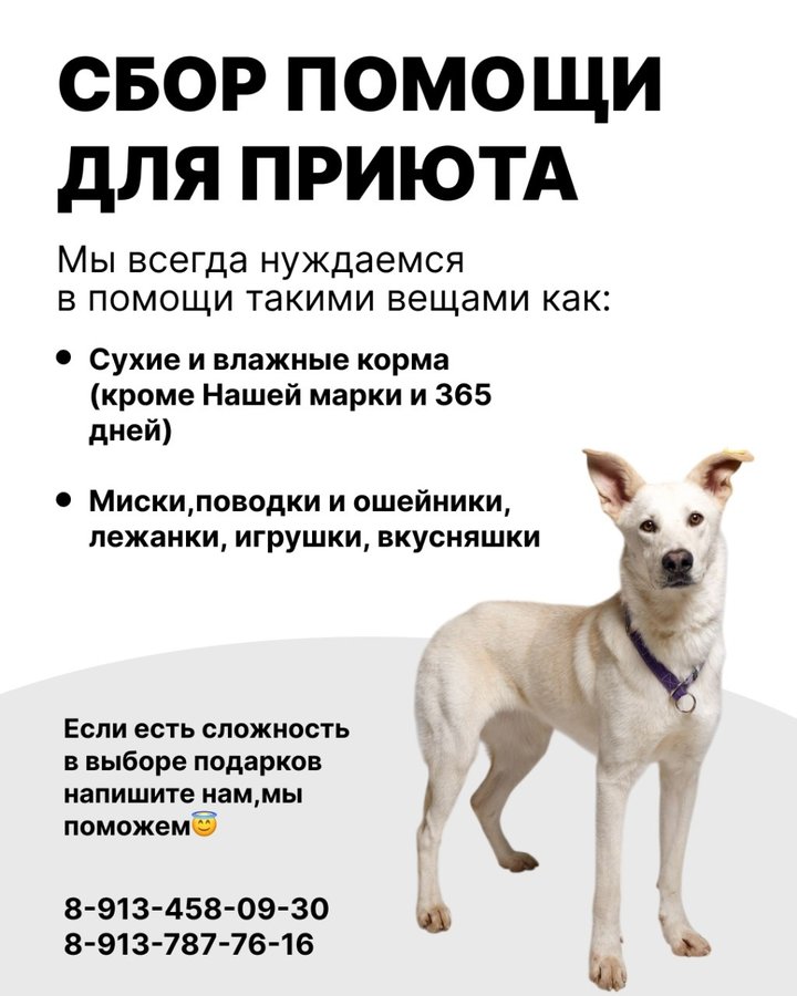 DOGS ЗНАКОМСТВО от приюта "Осиротевший" - изображение 4