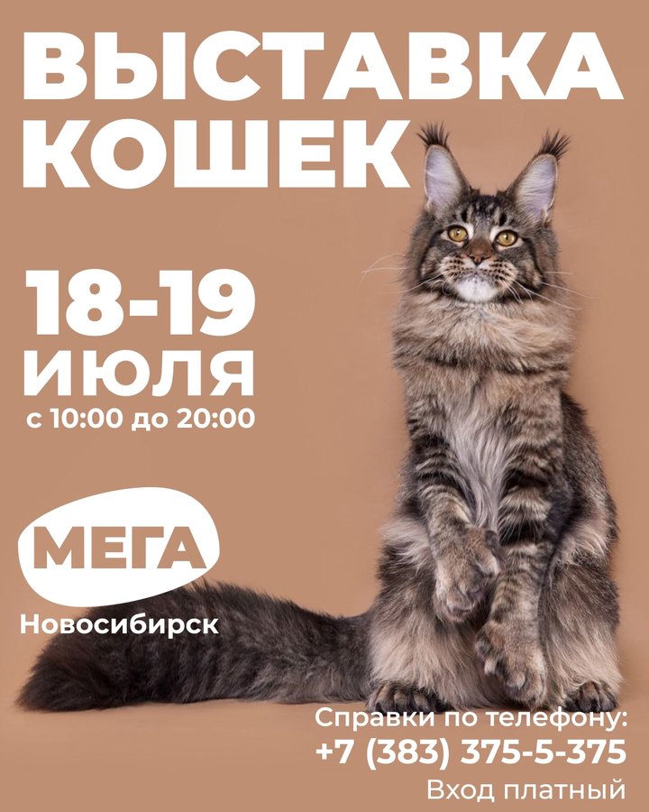 Международная выставка кошек в МЕГЕ - изображение 1