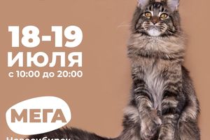 Международная выставка кошек в МЕГЕ