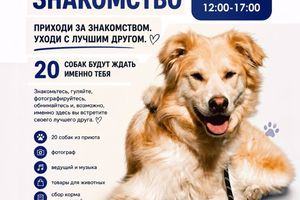 День знакомства с собаками из приюта Осиротевший