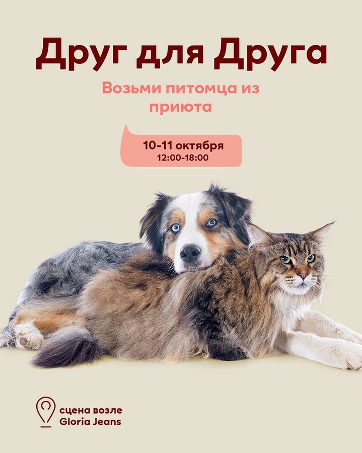 Выставка-раздача животных Друг для Друга - изображение 1