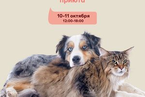 Выставка-раздача животных Друг для Друга