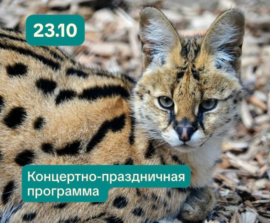Закрытие Декады пожилого человека в зоопарке - изображение 1