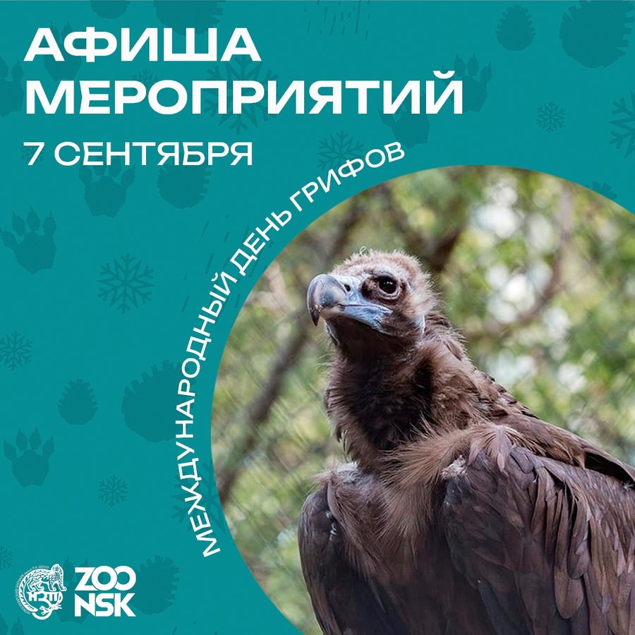 Международный день грифов в зоопарке - изображение 1