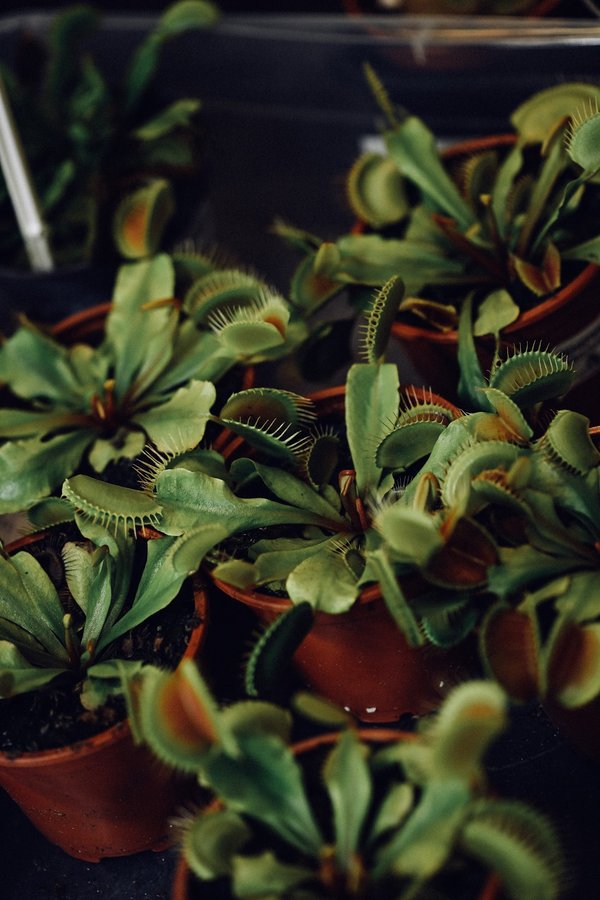 Выставка BOTANICAL EXPO 2025 в Новосибирске - изображение 3