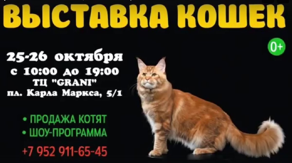 МЕЖДУНАРОДНАЯ ВЫСТАВКА КОШЕК в Новосибирске - изображение 1