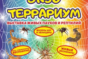 Выставка живых пауков и рептилий в ТРК Эдем